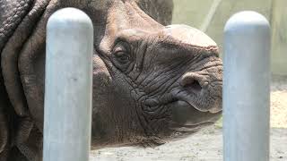 インドサイ の『ブンタ』 (東山動植物園) 2021年7月22日