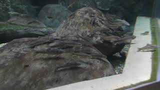 長良川本流の川岸の魚 (世界淡水魚園水族館 アクア・トト ぎふ) 2019年1月25日