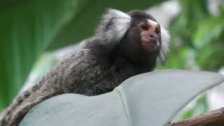 Common marmoset (KOBE ANIMAL KINGDOM, Hyogo, Japan) July 14, 2023
