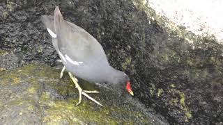 Common Moorhen (Shunan City Tokuyama Zoo, Yamaguchi, Japan) May 19, 2018