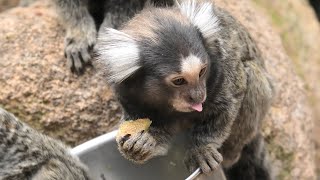 Common marmoset (KOBE ANIMAL KINGDOM, Hyogo, Japan) April 23, 2021