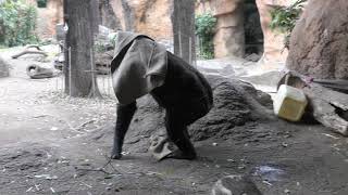 ニシゴリラ (上野動物園) 2018年12月11日