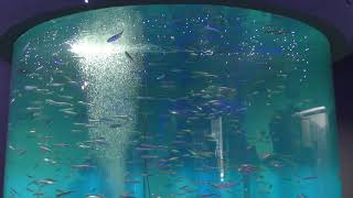 カタクチイワシ (長崎ペンギン水族館) 2017年12月24日