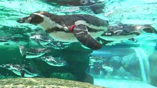 Penguin park (TENNOJI ZOO, Osaka, Japan) June 3, 2023