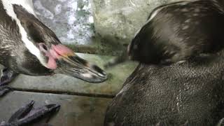 Humboldt penguin (Nagasaki Penguin Aquarium, Nagasaki, Japan) December 24, 2017