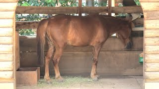 果下馬 の『カッピー』 (神戸市立 王子動物園) 2020年8月4日