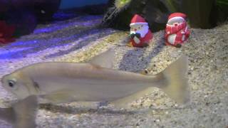カショーロ・クリスマス仕様 (しながわ水族館) 2017年11月26日
