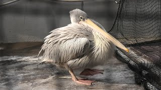 コシベニペリカン (鳥羽水族館) 2020年12月25日