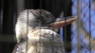 ワライカワセミ と アオバネワライカワセミ (多摩動物公園) 2019年1月18日