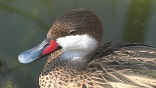 京都の森・水鳥舎 (京都市動物園) 2020年9月1日