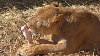 ライオン (多摩動物公園) 2019年1月18日