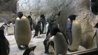 Penguin (ADVENTURE WORLD, Wakayama, Japan) December 24, 2018