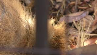 インドライオンのラージャーくん (野毛山動物園) 2017年12月16日