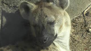 Laughing hyena (TENNOJI ZOO, Osaka, Japan) November 20, 2019