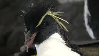 フォークランド諸島（マルビナス）水槽 の ミナミイワトビペンギン (海遊館) 2021年10月1日