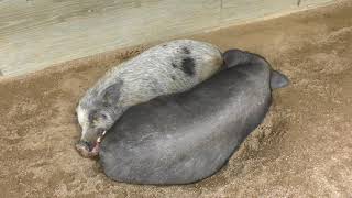 Petting Zoo (Shunan City Tokuyama Zoo, Yamaguchi, Japan) May 19, 2018