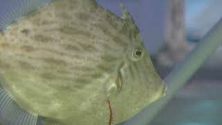 クラゲの天敵 カワハギ (下田海中水族館) 2018年3月18日