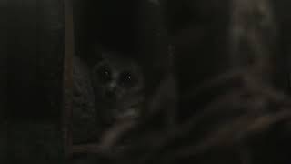 ショウガラゴ (東山動植物園) 2021年7月22日