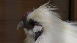 Silky Fowl (Shimizu Park Pony Ranch, Chiba, Japan) June 24, 2018