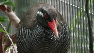 Okinawa rail (Okinawa Zoo & Museum, Okinawa, Japan) July 29, 2023