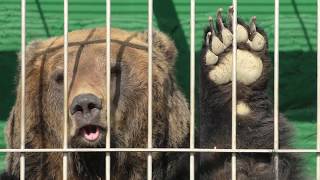 Brown bear (TOBU ZOO, Saitama, Japan) March 31, 2018