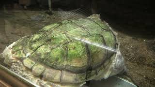 カミツキガメ (東山動植物園) 2021年7月22日
