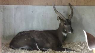 Sitatunga (Oji Zoo, Hyogo, Japan) September 16, 2018