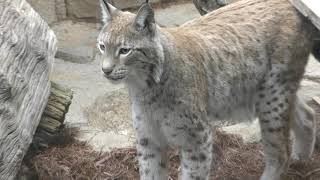 王子猫長屋 (王子動物園) 2019年1月10日