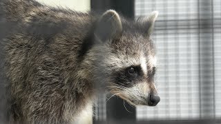 アライグマ (東武動物公園) 2020年9月18日