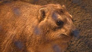 ケープハイラックスのトロロとナクル (よこはま動物園ズーラシア) 2017年11月23日