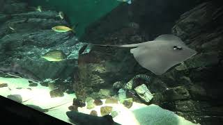 瀬戸内ゾーン (四国水族館) 2021年8月4日