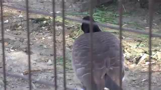 シジュウカラガン (上野動物園) 2018年1月7日