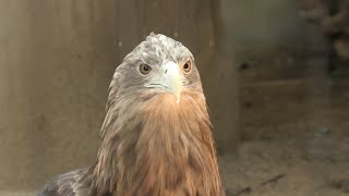 オジロワシ の『さくら』 (神戸市立 王子動物園) 2020年8月4日