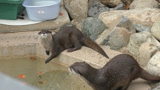 コツメカワウソ (周南市 徳山動物園) 2019年4月26日