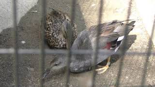 Falcated duck (Inokashira Park Zoo, Tokyo, Japan) September 9, 2018