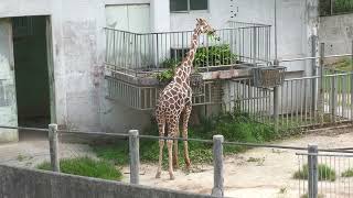 Reticulated giraffe (Okinawa Zoo & Museum, Okinawa, Japan) July 29, 2023