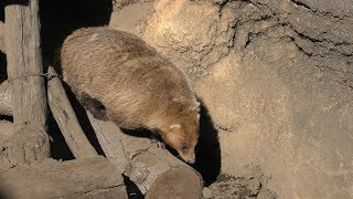 ニホンアナグマ (多摩動物公園) 2019年1月18日