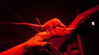 Pygmy slow loris (KOBE ANIMAL KINGDOM, Hyogo, Japan) July 14, 2023