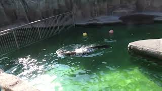 カリフォルニアアシカ の『ルーシー』 (浜松市動物園) 2021年7月25日