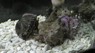 オイランヤドカリ (エビとカニの水族館) 2018年12月26日