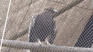 Golden Eagle Japanese (Okinawa Zoo & Museum, Okinawa, Japan) July 29, 2023