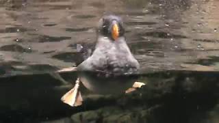 海鳥のスポットガイド (葛西臨海水族園) 2017年12月17日