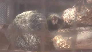 Masked musang (Suzaka Zoo, Nagano, Japan) November 3, 2018