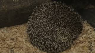 ヨツユビハリネズミ (東山動植物園) 2021年7月22日