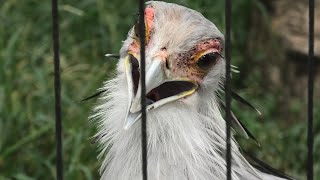 ヘビクイワシ (東武動物公園) 2020年9月18日