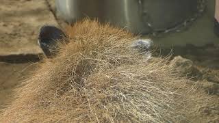 カピバラのマオちゃん (上野動物園) 2018年1月7日