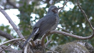 Brown-eared bulbul