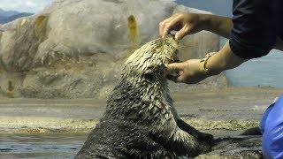Sea otter (Niigata City Aquarium (MARINEPIA NIHONKAI), Niigata, Japan) April 8, 2019
