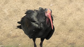 フラミンゴ と ホオアカトキ (京都市動物園) 2020年9月1日