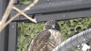 Mountain Hawk-eagle (Asahiyama Zoo, Hokkaido, Japan) February 11, 2018